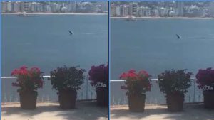 ballena-en-acapulco-aprovecha-la-ausencia-de-turistas-para-salir