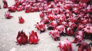 High Angle View Of Roselle Flowers On Field