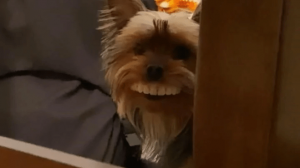 perrito con dentadura postiza