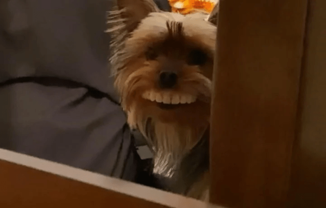 perrito con dentadura postiza