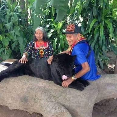 Jaguar negro es cuidado por abuelos maya desde cachorro