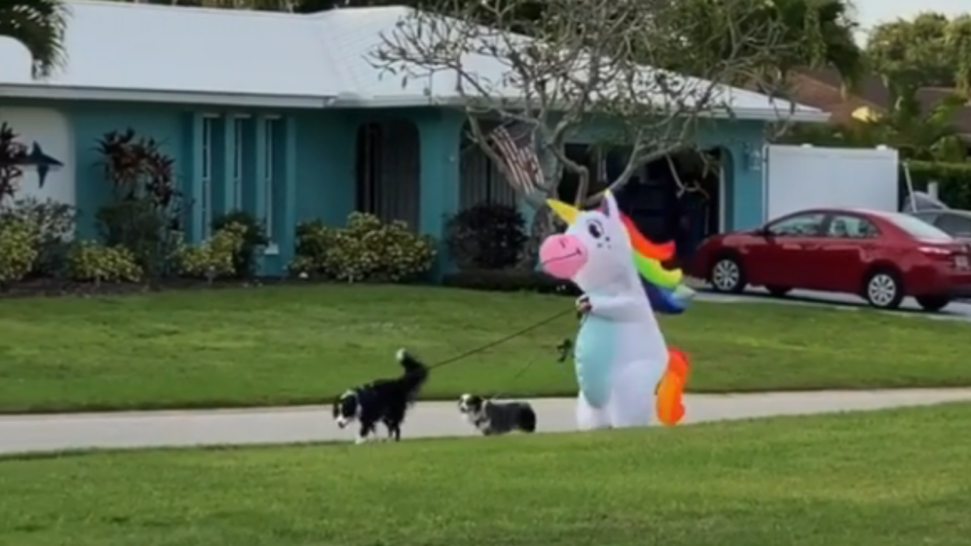 Mujer sale la calle disfrazada de unicornio para pasear a sus chachorros