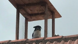 perro vigilante