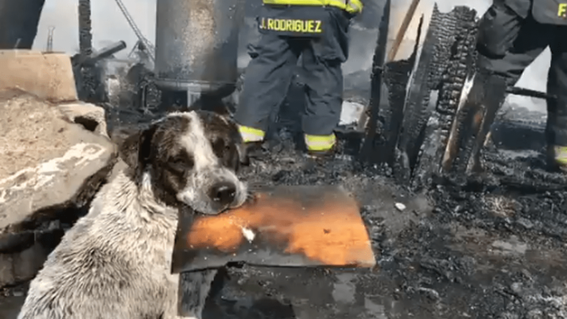 Perrito conmueve al llorar por ver su hogar destruido por un incendio
