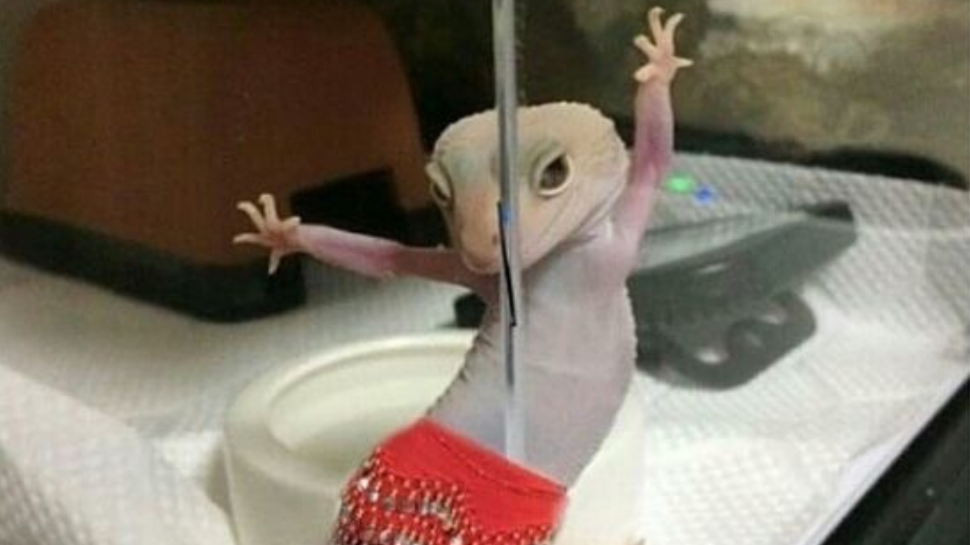 Algunos animales pueden identificar el ritmo de las canciones