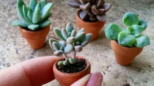 Volverte una señora de las plantas te ayudará a ser más productiva