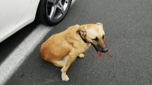 Pareja toma la decisión de chocar que atropellar a un perrito