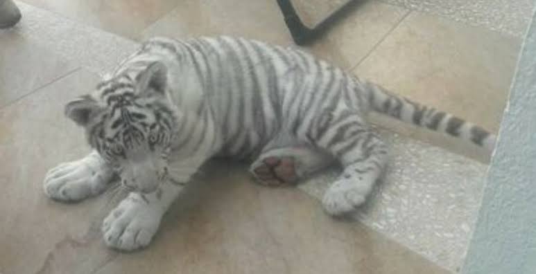 Encuentran-a-un-cachorro-de-tigre-blanco-en-las-calles-de-Querétaro