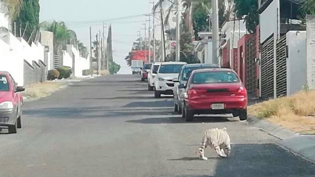 Encuentran-a-un-cachorro-de-tigre-blanco-en-las-calles-de-Querétaro