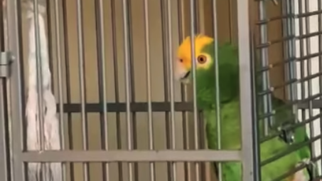 loro-canta-al-estilo-rockero loro