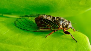 las-cigarras-llegan-a-estados-unidos-despues-de-17-anos