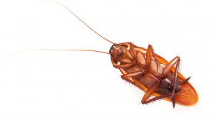 La-leche-de-cucarachas-podría-solucionar-la-crisis-alimentaria-mundial