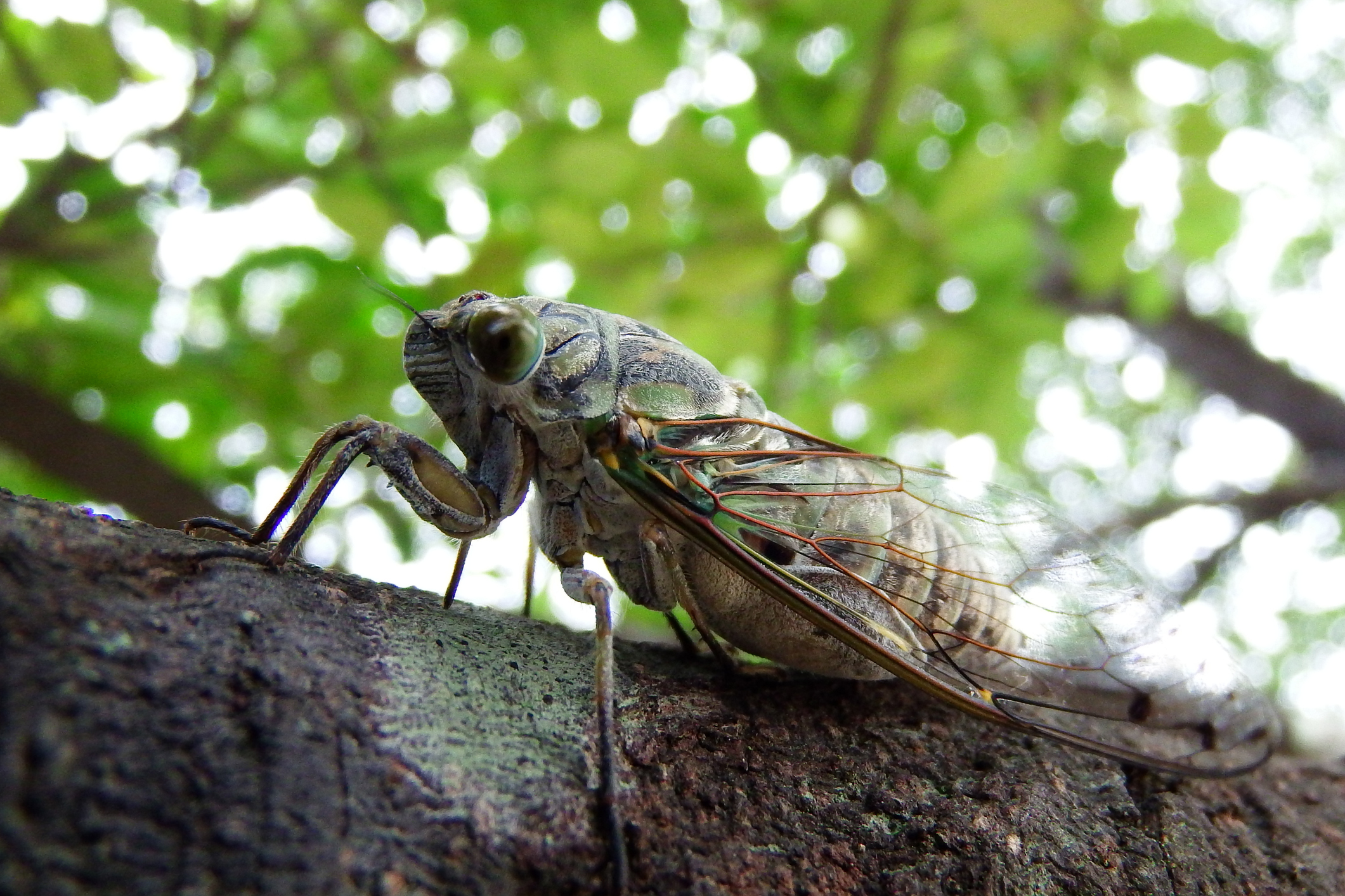 las-cigarras-llegan-a-estados-unidos-despues-de-17-anos