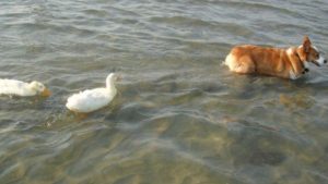 Perrito-lleva-años-siendo-papá-soltero-de-dos-patos