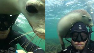 fotografo-capta-tiernas-imagenes-con-un-lobo-marino