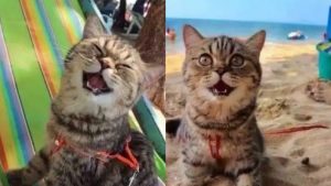 esta-gatita-conoce-el-mar-y-no-puede-dejar-de-sonreir
