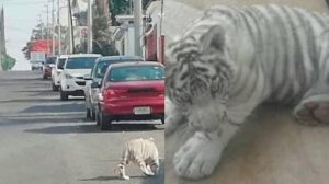 Encuentran-a-un-cachorro-de-tigre-blanco-en-las-calles-de-Querétaro