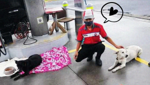 Héroe sin capa cobija a los perritos de la calle para que no pasen frío