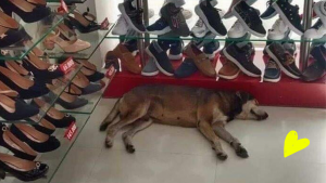 Gerente de tienda se niega a sacar a perrito para protegerlo de la lluvia