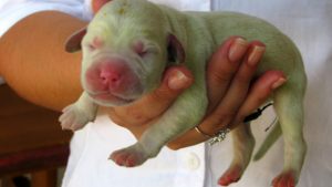 nace-un-curioso-cachorro-de-color-verde-en-estados-unidos