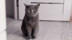 segun-la-ciencia-los-gatos-si-reconocen-su-nombre-solo-le-gusta-ignorarte