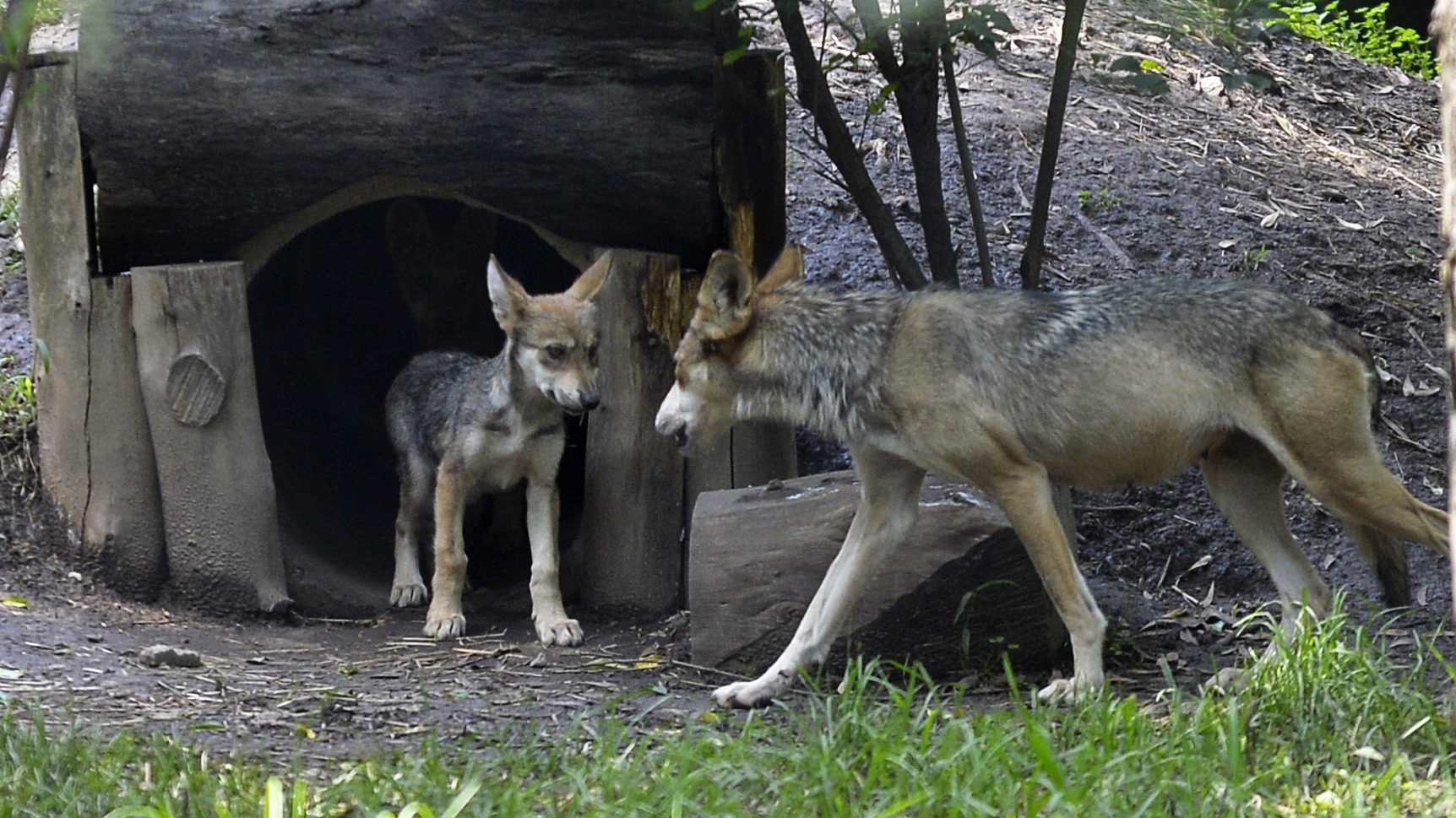lobos mexicanos