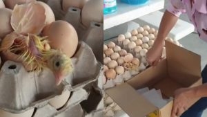 nace-un-pollito-en-un-carton-de-huevos-para-vender