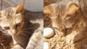 captan-a-gato-durmiendo-en-un-nido-y-cuidando-los-huevos-de-una-gallina