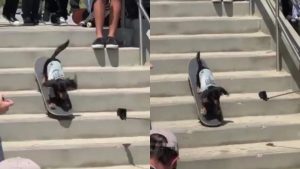 perrito-skater-baja-las-escaleras-como-todo-un-profesional
