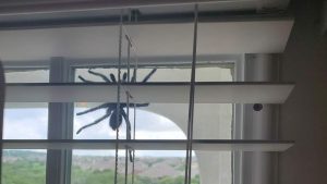 aparece-arana-gigante-sorprende-a-una-familia-en-texas
