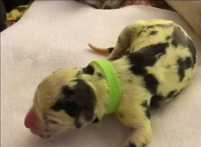 nace-un-curioso-cachorro-de-color-verde-en-estados-unidos