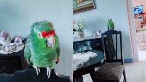 conoce-a-este-talentoso-loro-que-canta-igual-que-amanda-miguel