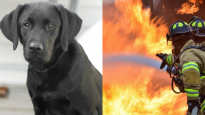Perrita conmueve al salvar la vida de su dueña y su familia de un incendio