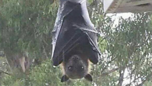 Murciélago del tamaño de una persona asombra en Filipinas