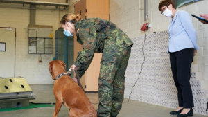 Perritos son entrenados para detectar el Coronavirus y lo han logrado