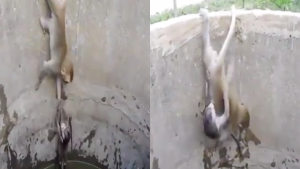 Mamá mono rescata a su bebé de un pozo y su reacción conmueve