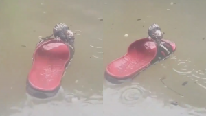 Ratita se salva del huracán "Hanna" gracias a una chancla