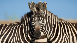 Adivina cuál cebra está adelante en esta gran foto