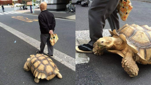 Saca a pasear a su tortuga y lo llaman el hombre más paciente del mundo