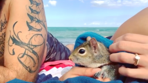 Ardillita es rescatada por un matrimonio y ahora se van de viaje juntos