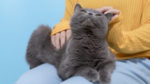 estos-son-los-alimentos-que-tu-gato-no-debe-de-consumir