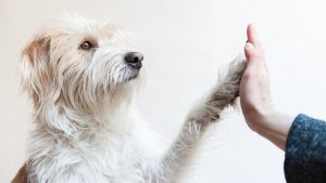 la-verdadera-edad-de-los-perros-no-equivale-a-7-anos-humanos