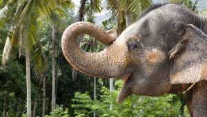 compran-elefantes-de-los-circos-en-dinamarca-para-liberarlos