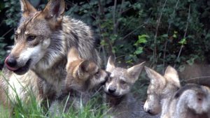 cachorros de lobo gris mexicano