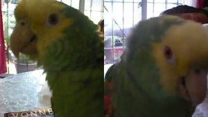 Conoce-al-famoso-Loro-que-canta-como-Vicente-Fernández