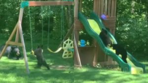 captan-a-familia-de-usos-jugando-en-un-sitio-infantil