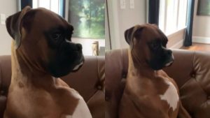 perrito-es-grabado-mientras-finge-no-haberse-comido-el-papel-de-bano