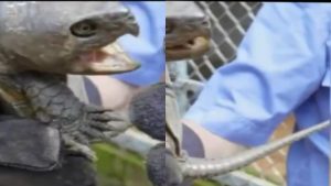 Encuentran-a-una-tortuga-con-pico-de-águila-y-cola-de-cocodrilo