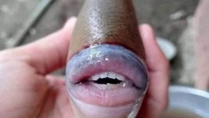 encuentran-peculiar-pez-con-labios-y-dientes-humanos
