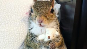 esta-tierna-ardilla-no-puede-dormir-sin-su-oso-de-peluche